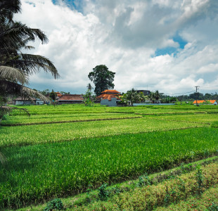 Jengja Villa Ubud sawah